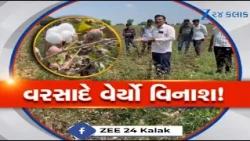 Botad: ચોમાસામાં પહેલા સારો પછી 'હાથતાળી'નો વરસાદ! કપાસનો પાક બરબાદ, સંકટમાં આવ્યો જગતનો તાત