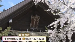 [Otaru] Learn Authentic Kagura, Shrine Maiden Experience, and 2 Gourmet Highlights! Premium Galet...
