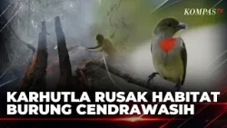 Raja Ampat Forest Fire Threatens Bird of Paradise Habitat in Warkesi | JURNAL NUSANTARA