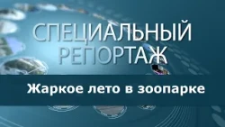 Жаркое лето в зоопарке