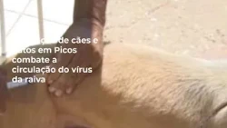 Vaccination of dogs and cats in Picos combats the circulation of the rabies virus.