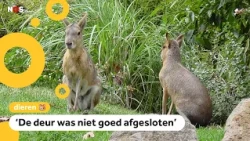 Three maras escape in Alphen aan den Rijn (and are caught again)
