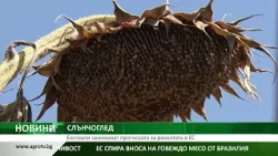 СЛЪНЧОГЛЕД: Експерти занижават прогнозата за реколтата в ЕС