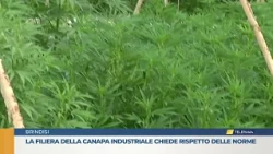 The industrial hemp supply chain demands compliance with regulations