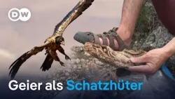 Funde aus der Vergangenheit: Was Geier 700 Jahre lang sammelten