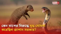 সেদিন কেন সাপের বিরুদ্ধে যুদ্ধ ঘোষণা করেছিল জাপান সরকার? Bijoy TV