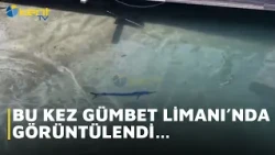SPOTTED AT GÜMBET HARBOR THIS TIME…