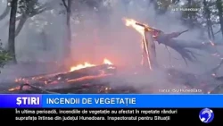 Extensive wildfires