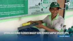 JAMBI HARI INI | Optimalkan Rumah Budidaya Maggot Guna Reduksi Sampah Organik SPPG#TVRIJambi