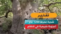 A 1,200-Year-Old Tree: A Natural Wonder in Ad-Dali'
