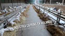 Industria Caprina en Holanda: Bienestar Animal y Cifras Éxito - TvAgro por Juan Gonzalo Angel