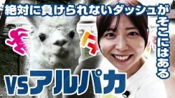 #06 Masu-Dash vs. Alpaca-Dash! (Aired 6/6)