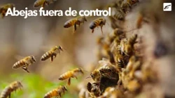 Bee swarm attacks two neighboring families in Batán de Limón, leaving three dogs in critical cond...