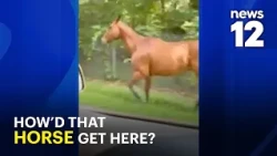 How'd that horse get here? Polo horse spotted along LIE service road