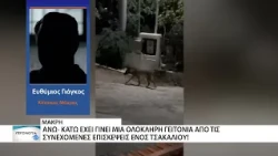 Ένα τσακάλι βολτάρει καθημερινά σε γειτονιά της Μάκρης!
