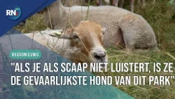 "Baa!", here is why there are sheep roaming through Staddijk || RN7 REGIONAL NEWS