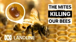 Up to 90% of wild bee colonies (QLD) lost to varroa mite, impacting Aussie food industry | Landline