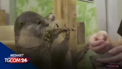 Per la prima volta il Giappone indaga sugli "animal café"