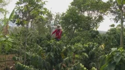 Colombie : le séisme pèse sur l'industrie du café et toute l'économie • FRANCE 24