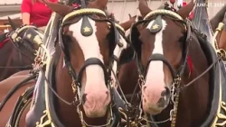 The Budweiser Clydesdales are back in town