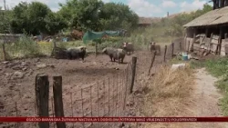Afrička svinjska kuga donosi nova pravila kretanja u prirodi