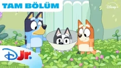 Bluey: Muffin’in Yakalığı | Bluey | @DisneyPlusTR