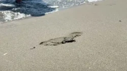 Liguria, nate le prime tartarughine della stagione 2026: ad Andora le sei prime schiuse