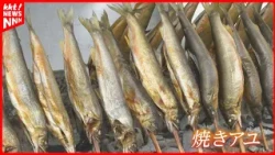 "Few in number but large in size": Grilled sweetfish production begins in Yatsushiro City, popula...