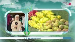 From Tree to Tourist: The Story of Coconuts in the Dhofar Autumn