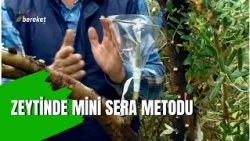 The Secret Trick That Guarantees 100% Success in Cleft Grafting for Olives (For Summer Grafts)