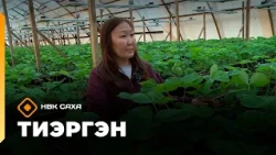 «Тиэргэн»: фермер Айталина Томская (13.08.26)