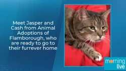 Meet Jasper and Cash from Animal Adoptions of Flamborough, they're ready for their furrever home.
