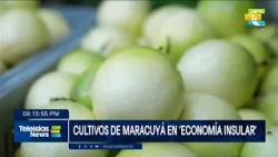#TeleislasNews I Cultivos de maracuyá en Economía Insular