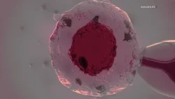 €800,000 F’MEDIĊINI B’XEJN TAL-IVF