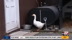 The story of one 'Lucky' goose in Mifflin County who has become a beloved pet