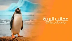 عجائب البرية: من أدغال أفريقيا إلى ثلوج سيبيريا" رحلة في رئتي الكوكب | كويست عربية