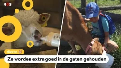 Animals in France are suffering from the drought
