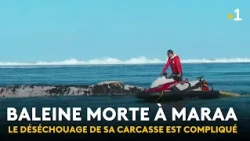 Efforts to remove the whale from the Papara lagoon: a complicated mission