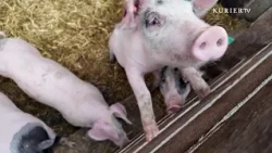 Pigs, Cattle & Co. in the Big City: How Unusual Vienna's Agriculture Is