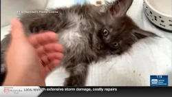 What's Trending: Cat toes record