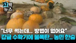 [Subtitled News] "So many are rotting, there's nothing we can do": Tangerine farmers' sighs after...
