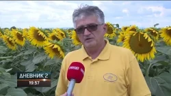 Sve učestalije suše, semberske ratare sa pšenice i kukuruza preusmjerili na suncokret