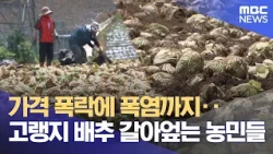 Plummeting Prices and Heatwaves: Farmers Plowing Under Their Highland Cabbage Crops (07/27/2026/N...