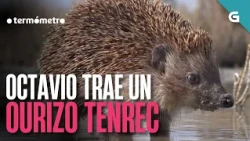 OCTAVIO trae un OURIZO TENREC | O TERMÓMETRO
