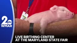 The Maryland State Fair offering a farm experience with the birthing center