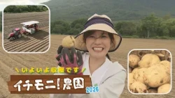 [Ichi-Moni! Farm] Finally Time for the Potato Harvest! Chef Shimokuni Joins the Quest to Create t...