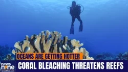 96% Of Coral Reefs At Risk Of Collapse By 2075, IUCN Warns | News9