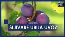Domaćim šljivama uvoz ruši cijenu