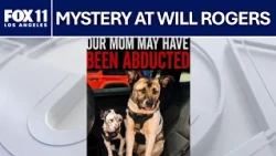 2 dogs found alone at California beach spark mystery over missing owner