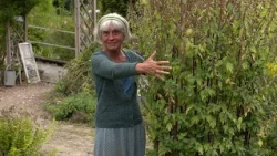 MOTHERWORT for Restlessness: The Old MEDICINAL PLANT for the HEART